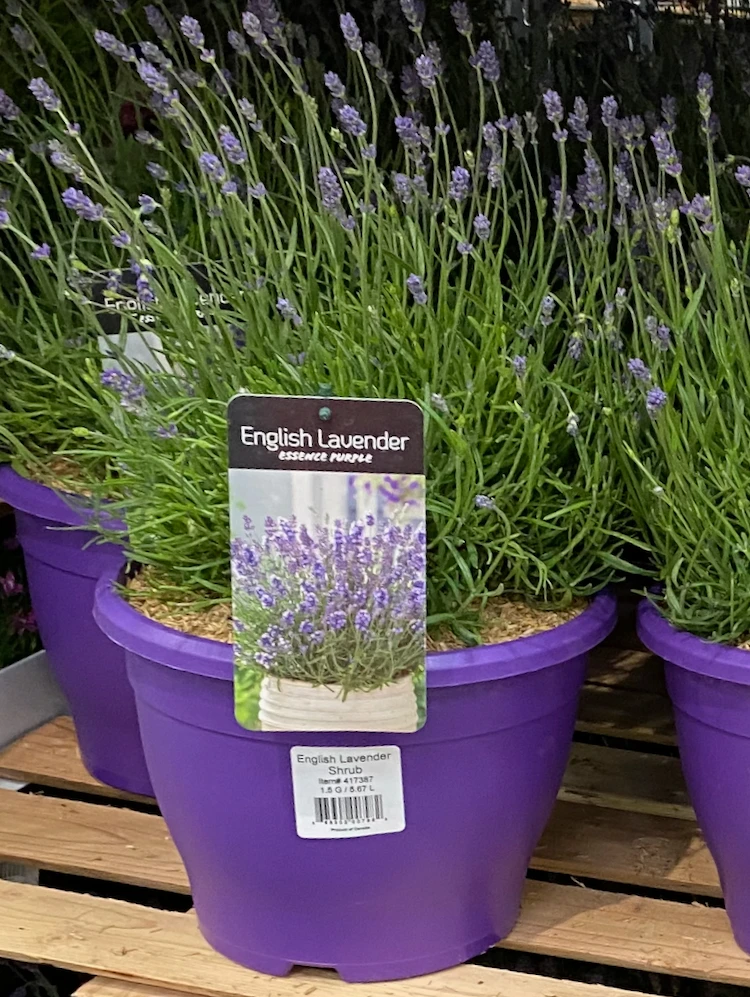 New Costco Deals June